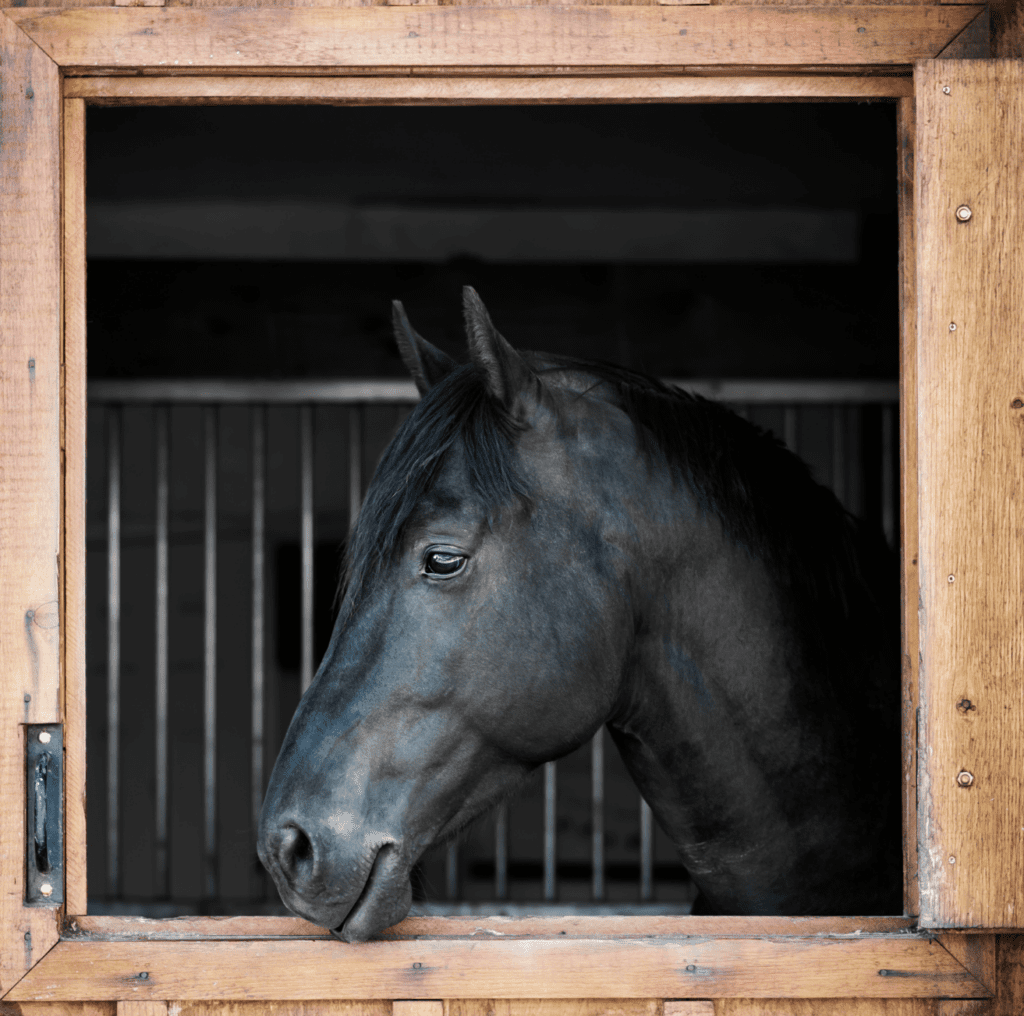 Horse in a stable, enjoying our equestrian wood pellets used for its bedding.