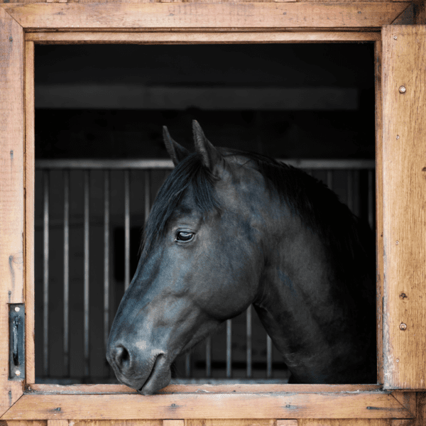 Horse in a stable, enjoying our equestrian wood pellets used for its bedding.