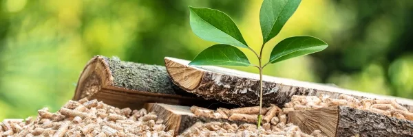 Wood pellets and trees showing their sustainable renewable energy life cycle. 