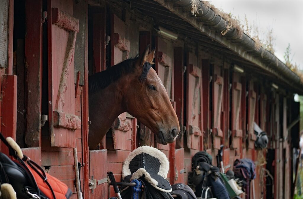 horses, animals, riding school, riding lessons, stable, nature, horse stable